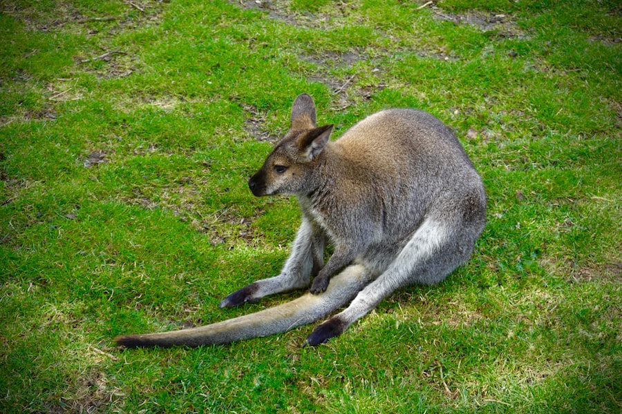 Photo sbobet australia